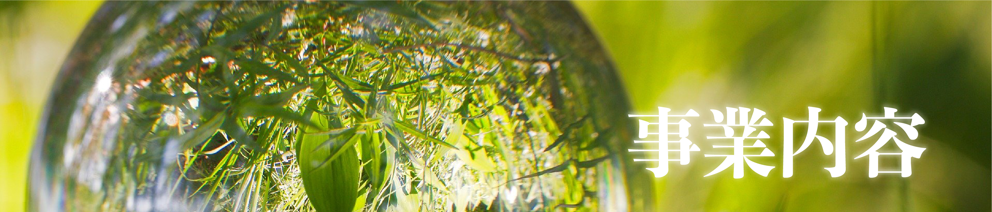 アロエの写真