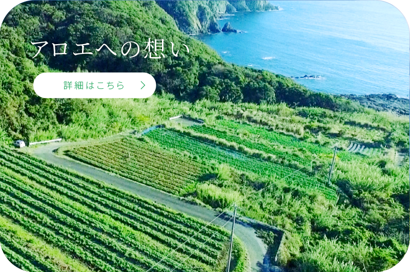 アロエへの想い