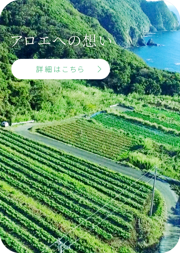 アロエへの想い