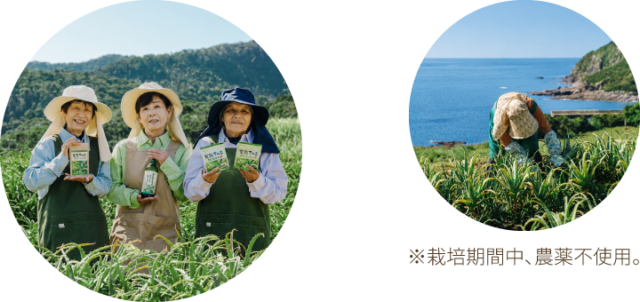 完熟アロエ まるごと純しぼり | アロエ本舗株式会社