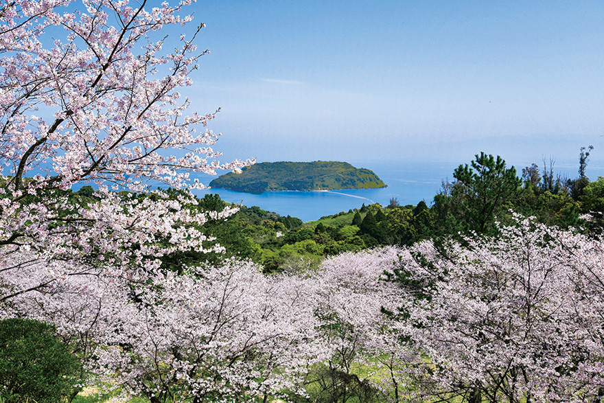 魚見岳（うおみだけ）から望む知林ヶ島（ちりんがしま）と満開の桜